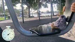 Milo and Milo at the Gym