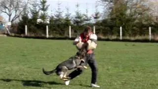 Bite Training - High Performance & Intense