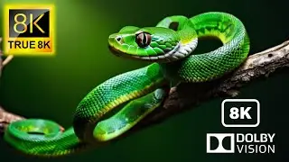 The Ultimate Wildlife Experience in True 8K Quality | TRUE 8K