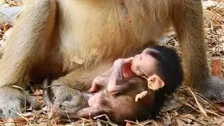 Unbelievable Mum Lela Keep Baby Not Nurse,Lela Give A birth monkey Cute face /Sweet Baby Monkey