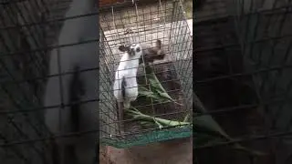 Rabbit mating sound