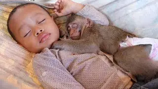 Relaxing Midday Lovely Baby Monkey Nona And Brother| Monkey Nona And Brother Sleeping On Hammock#29