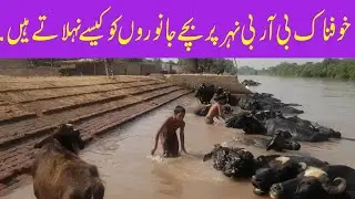 B R B Canal | How do children bathe animals? | Border Village Life