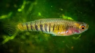 Neoheterandria elegans - Tiger Teddy (Wild Type Livebearer) ᴴᴰ