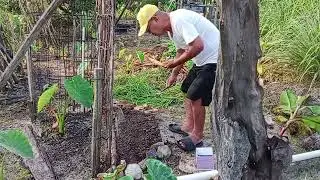 NANAM KACANG PANJANG BA KEBUN DEPAN RUMAH.