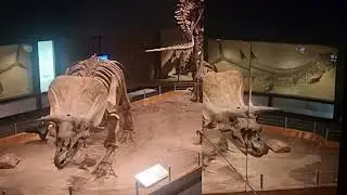 &Eacute;chapp&eacute;e canadienne, 17, Royal Tyrrel Museum, Alberta