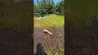 Вот почему никогда не играйте на плавучих болотах! #шорты