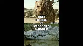 Tiger VS Crocodile edit🔥#shorts #tiger #crocodile
