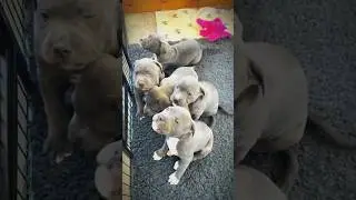 Pappy ❤️#dog #highlights #viral #love #reels #shorts #shortvideo