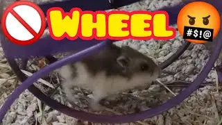 Hamster running on the Wheel - Pet Shop