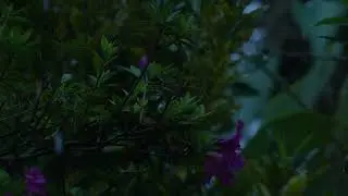 Gentle Rain Sounds Guitar & Piano Music | Relaxation & Mental Wellness