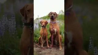 Majestic Rhodesian Ridgeback Pair: #NatureGuardians #SereneStrength #puppylove #puppy #dogbreed