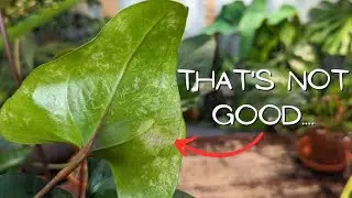 PLANT ROOM UPDATE (Indoor Jungle Houseplants) 🌱🪴