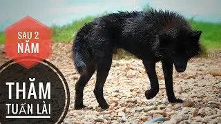 Trở lại Trạm Bảo tồn Chó Lài Sông Mã tại Thanh Hóa