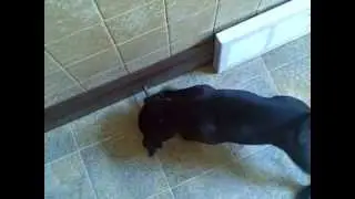 Dog plus God knows what equals this...