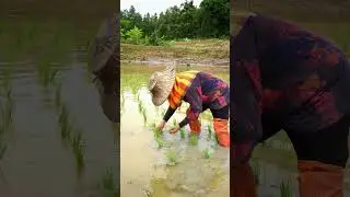 Traditional rice farming in Isan, Thailand #villagelife #ruralthailand #asmrnature #asmrsounds