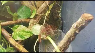 #shot #hunter #Chameleon #Remember #Elvisthechameleon Elvis early days shot