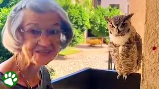 Сова навещает бабушку каждую неделю.