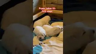 Puppy&rsquo;s first steps. #cutepuppy#tatradog #puppy #fyp #doglife#smartdog
