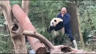 In DNA research, giant pandas are usually classified as Ursidae or Pandidae [36], and red pandas