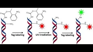 Labeling with Radioactive markers(DNA manipulating enzymes ) in urdu