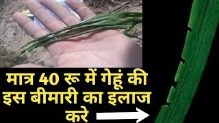 boron deficiency symptoms in wheat ।