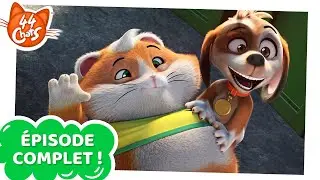 44 Chats | ÉPISODE COMPLET | Un chiot à sauver
