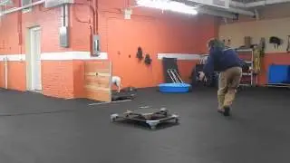 Training Deaf Dog on Remote Collar
