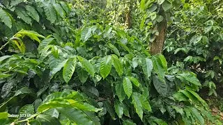 (#369) 1.22 acre good condition estate. Superb location.best property to invest 🫡🌍