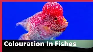 COLOURATION IN FISHES