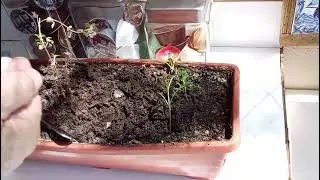 Como Plantar Tomate em Vaso , em casa. 