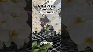 orchid shop in Chiang Mai plant market #plants #orchid#chiangmai