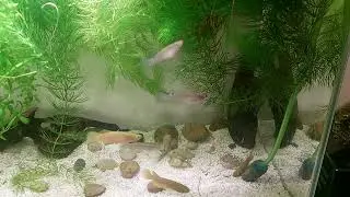 2025. Szczupieńczyki Playfaira (Pachypanchax playfairii) - karmienie. Golden panchax - feeding