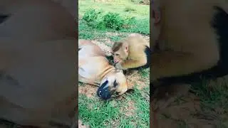 #countryside life #dog and monkey