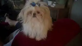 Fiona from puppy to adult