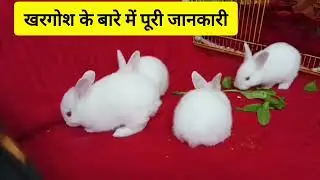 खरगोश के बारे में पूरी जानकारी information about rabbit