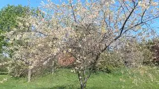 American Plum (Prunus americana)