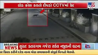 Junagadh: Leopard Spotted Crossing Road Near Zanzarda | Gujarat | TV9Gujarati