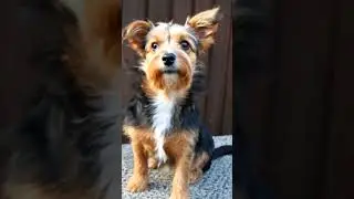 Yorkshire Terrier + Jack Russell #dog #pets  #mix