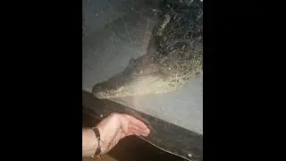 Unboxing Brutis my LARGE pet morelets crocodile.
