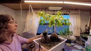 A few light trims - Root over Statues and Schefflera