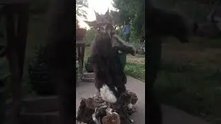 Bionic Cat Fail