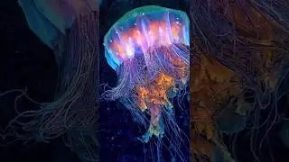 Marine Animals Produced Light (Bioluminescence) | Jelly Fish, Sharks #viral