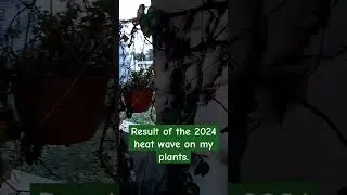 #heat #heatwaves #climatechange #visakhapatnam #plants #subscribe #subscribers #subscribemychannel