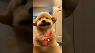 Dogs Hidden Talents 🐾🐶 #dog #animals #dancingdog #viral
