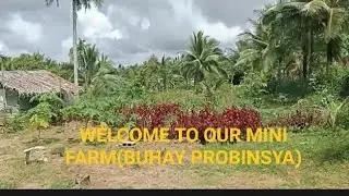 MINI FARM TOUR (BUHAY PROBINSYA)