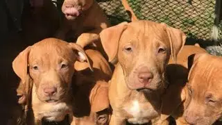 PRECIO REAL de un AMERICAN PIT BULL TERRIER cachorro ( APBT )