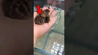 Little and Cute Animals 🥹❤️