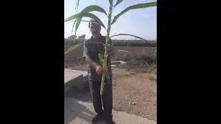 ADANA NEY KAMIŞI KESİMİ 01 KASIM 2020 !!!!!