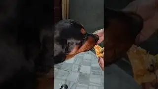 Jerry's eating just 🤏🏻little #treat #cheese with #sweetcorn 😋🤟🏻